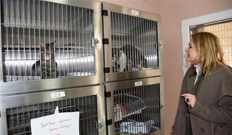 KEDİLER YENİ KAFESLERİNDE